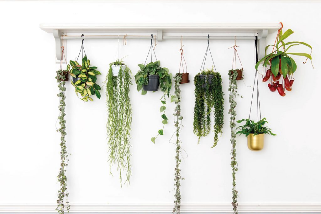 a collection of plants
