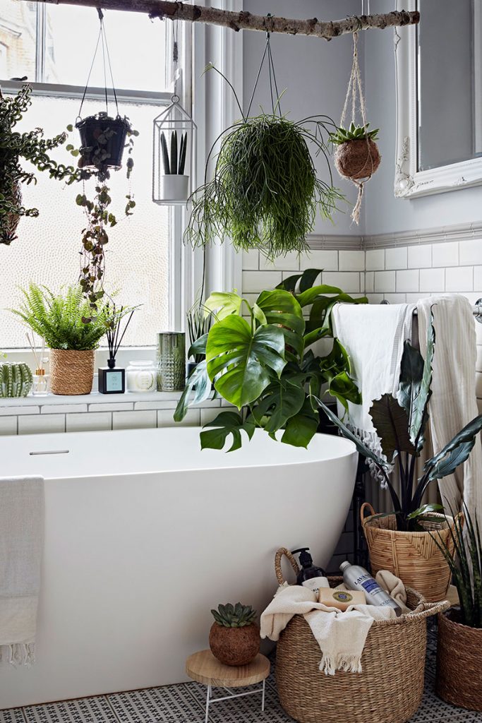 Houseplants 