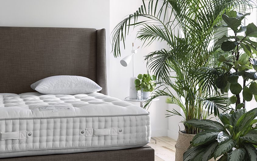 large plants by a bed