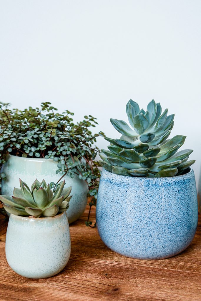 house plants